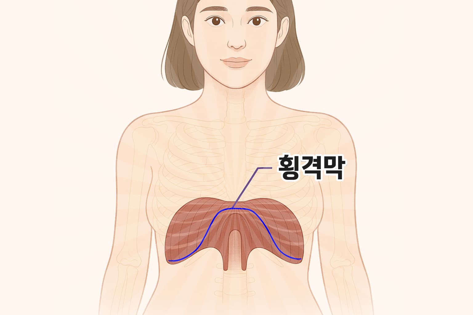 분노와 억압, 스트레스가 쌓인 당신의 횡격막은 굳어 있을 가능성이 매우 높다. 호흡도 짧아서 나도 모르게 헐떡거리고. 오른쪽 갈비뼈 밑에 있는 간과 갈비뼈 하단에 촤르르 붙어 있는 횡격막은 같이 움직인다. 이걸 깊게 굴착하듯 파내고 또 그 주변을 돌돌 풀어주고 배마사지까지 이어서 해주면 다낭성 난소 증후군에 매우 도움된다.