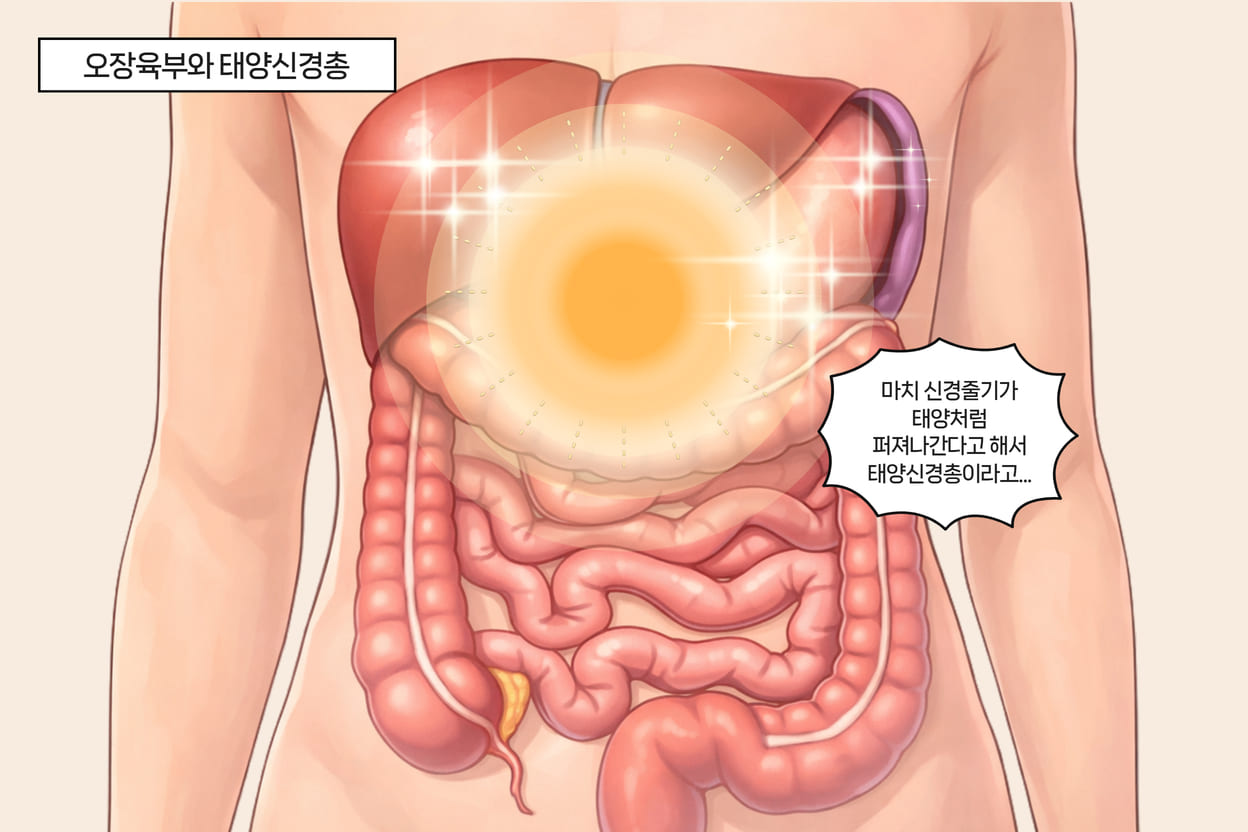 배가 딱딱한 이유는 너무 많다. 왜냐하면 뱃속의 오장육부(횡격막, 간, 위, 췌장, 십이지장, 대장 등)와 태양신경총이라는 거대한 신경 허브가 있는데 이 모든 것들이 배 뭉침의 원인으로 작용할 수 있기 때문.
